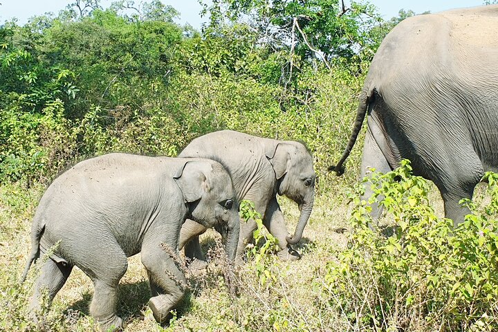 Udawalawe National Park | Private Jeep Safari Tours - Photo 1 of 4